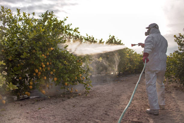 Best Emergency Pest Control  in Birch Bay, WA